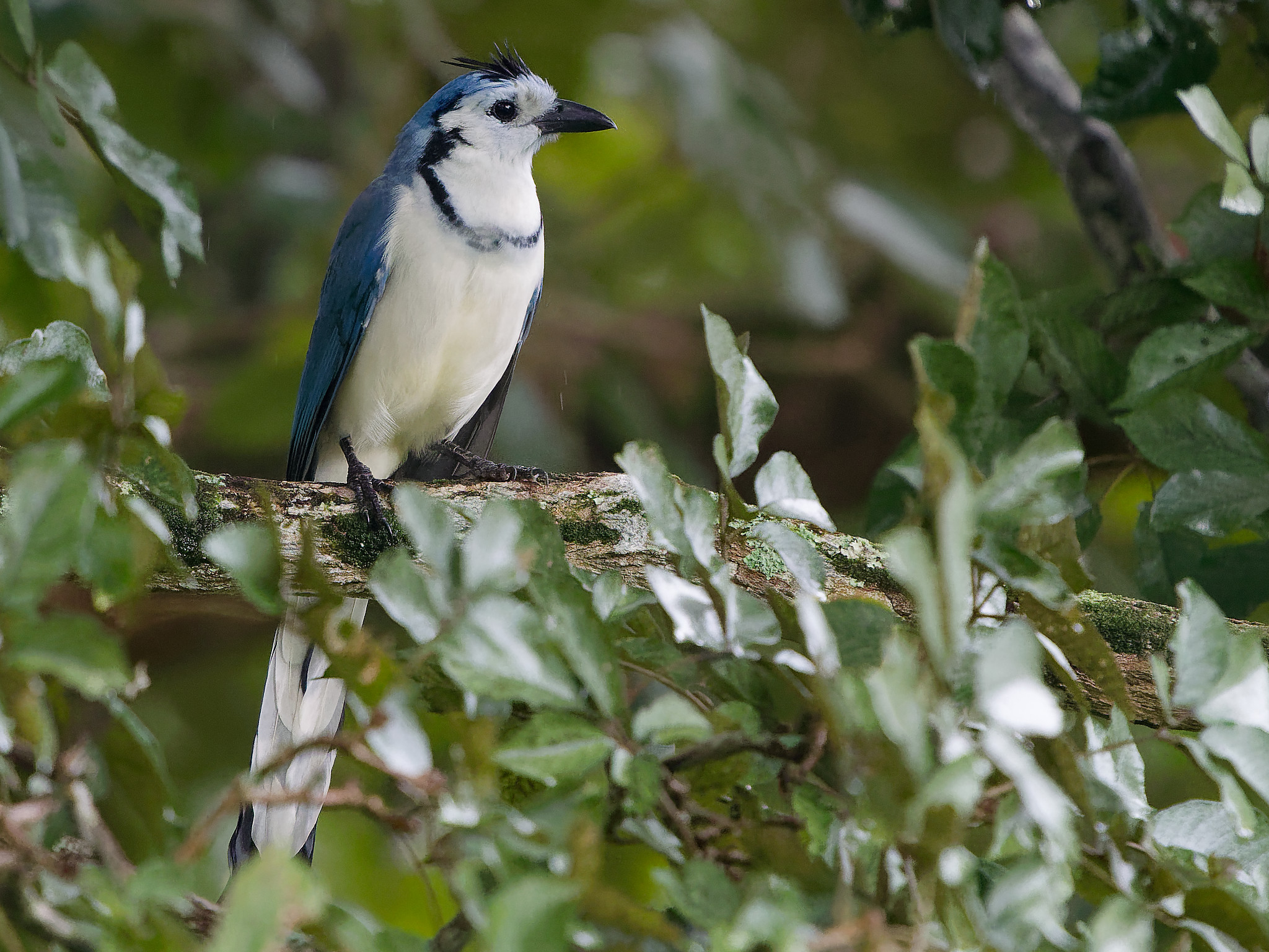 Calocitta formosa / White‑throated magpie‑jay / Ekstergaai